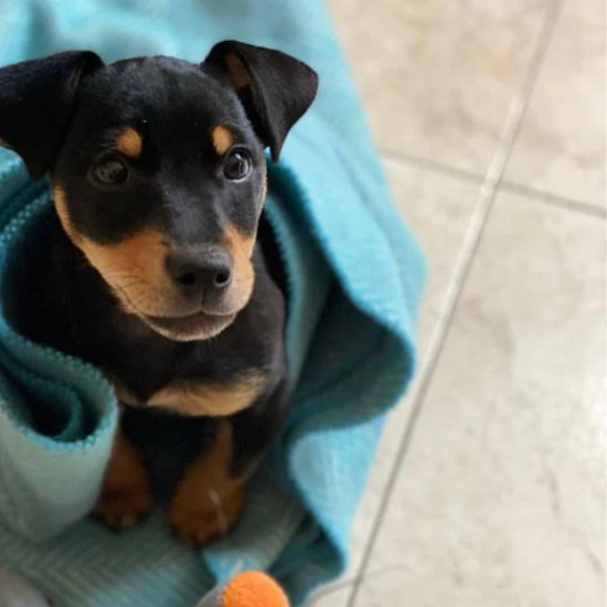 Adorable puppy wrapped in a cosy turquoise wool blanket – part of the Dog and Pet Blanket Collection.