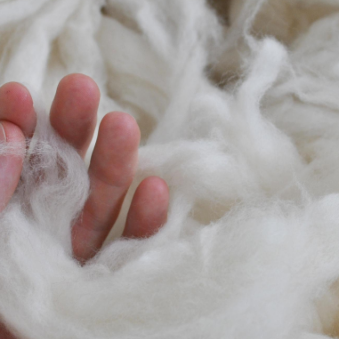 Close-up of hand holding natural pure British wool white fibres before been processed for blanket making