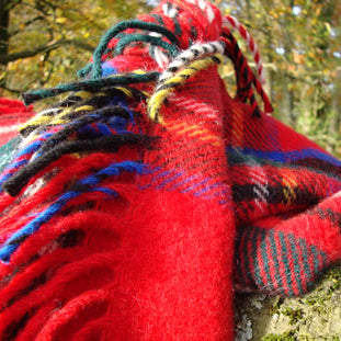 Royal Stewart Tartan rug blanket with colourful fringe draped over a tree branch against a natural background.