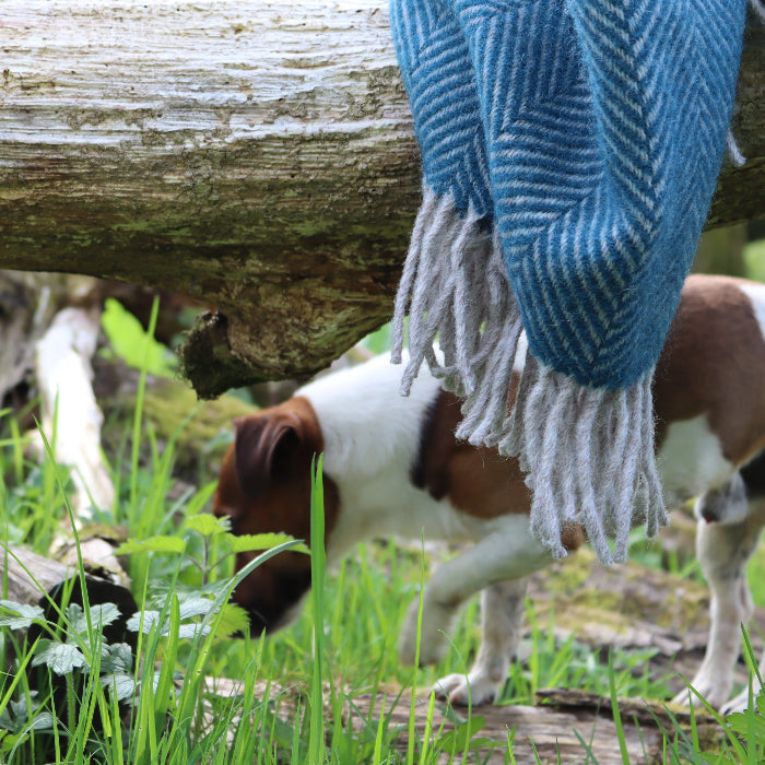 Teal blue herringbone wool blanket with fringe draped over a wooden log in a forest setting, with a dog sniffing the ground in the background
