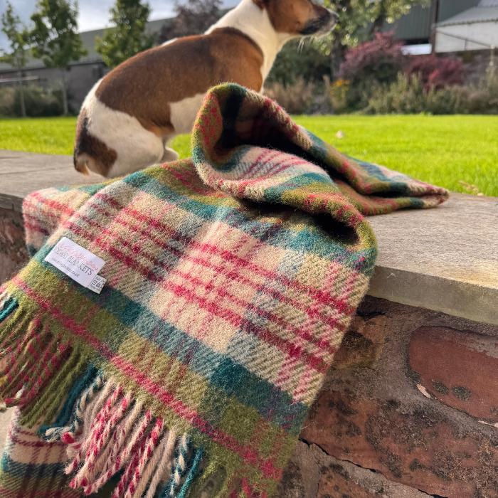A close-up of a woven Thistleberry plaid small blanket draped over a stone wall, with green grass and Jack Russell dog